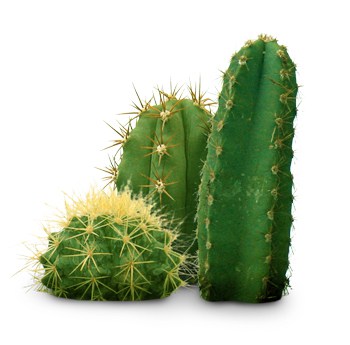 Cactus Extract