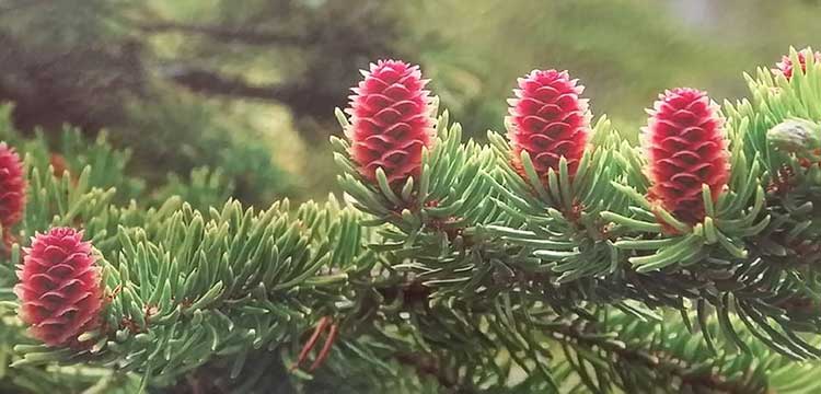 red-pine-needle-oil น้ำมันสนเข็มแดง Red Pine แท้จาก เกาหลี คุณสมบัติ สรรพคุณ ราคา ดีไหม