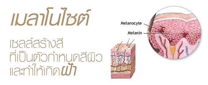 melanocyte เมลาโนไซต์