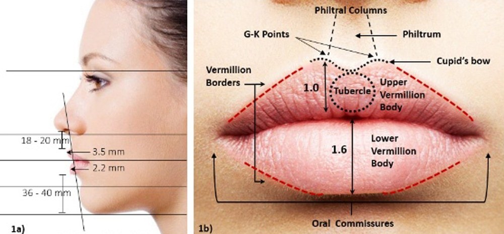 ลักษณะกายวิภาคสัดส่วนของริมฝีปากที่สวยงาม