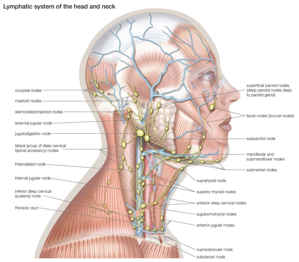 Система лимфоузлов человека. Лимфатическая система лица человека анатомия. Лимфатическая система головы лба и шеи анатомия. Лимфатическая система человека лицо и шея. Схема лимфатической системы головы.